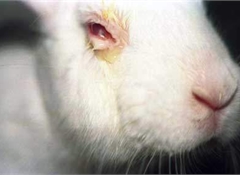 Policy makers finally hear message on party pill animal testing