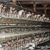 Brands at risk if eggs from cruel sources