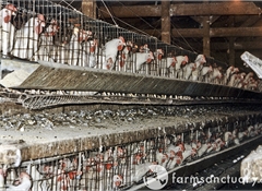 Brands at risk if eggs from cruel sources