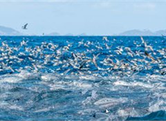 Huge support for protecting and restoring the Hauraki Gulf