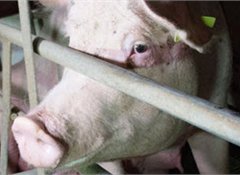 73% say ban farrowing crates