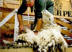 Wool share applications appear to match HorizonPoll findings