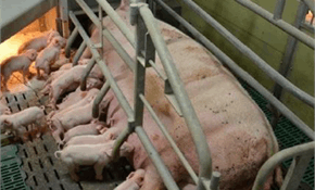 75% back quick end to farrowing crate use