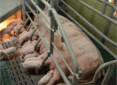 75% back quick end to farrowing crate use 75% back quick end to farrowing crate use